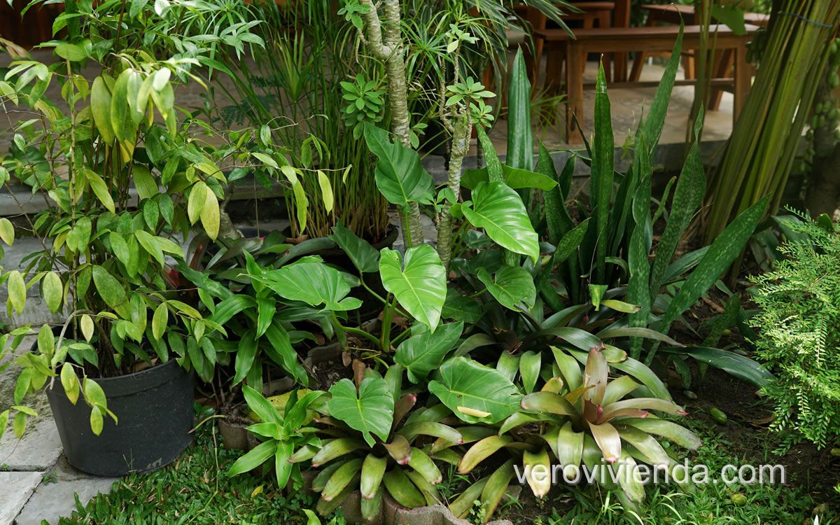 vivienda 2 jardin bien cuidado<br />
